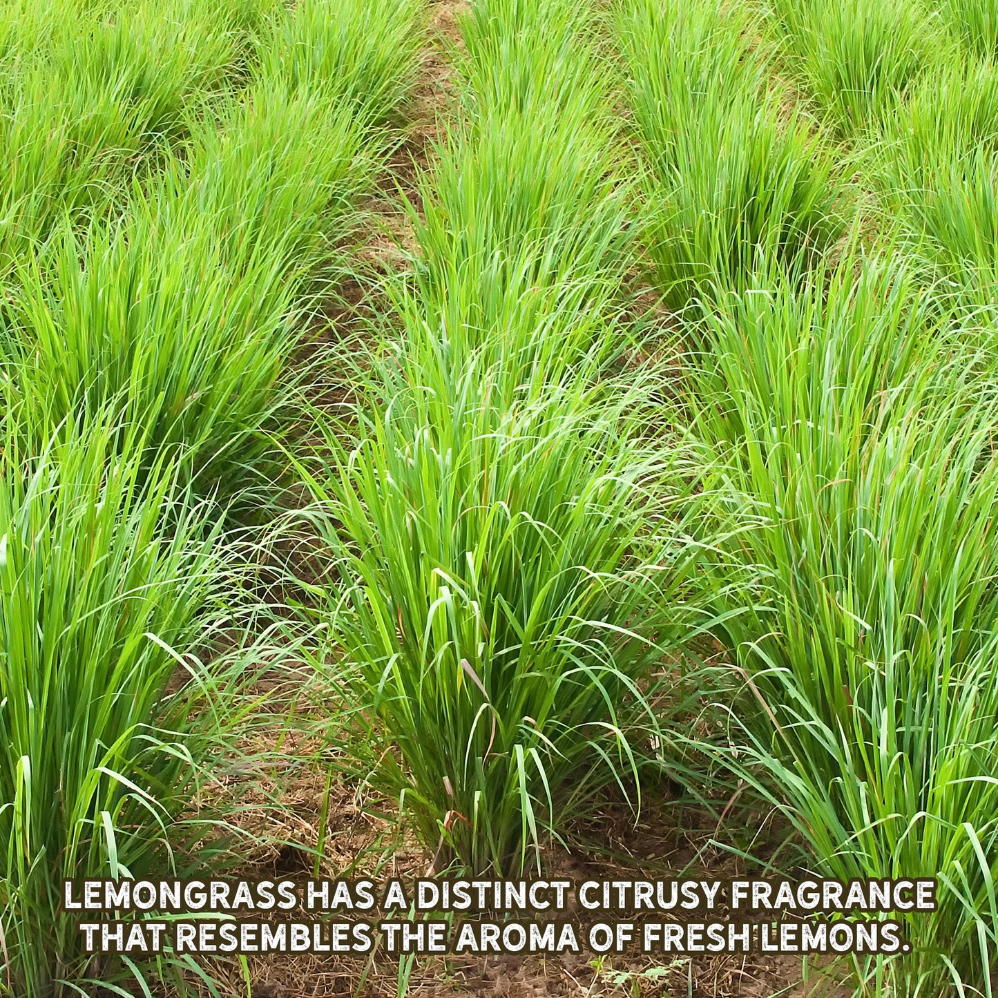 Live Lemongrass Plants (2-Pack) - SSKIT269