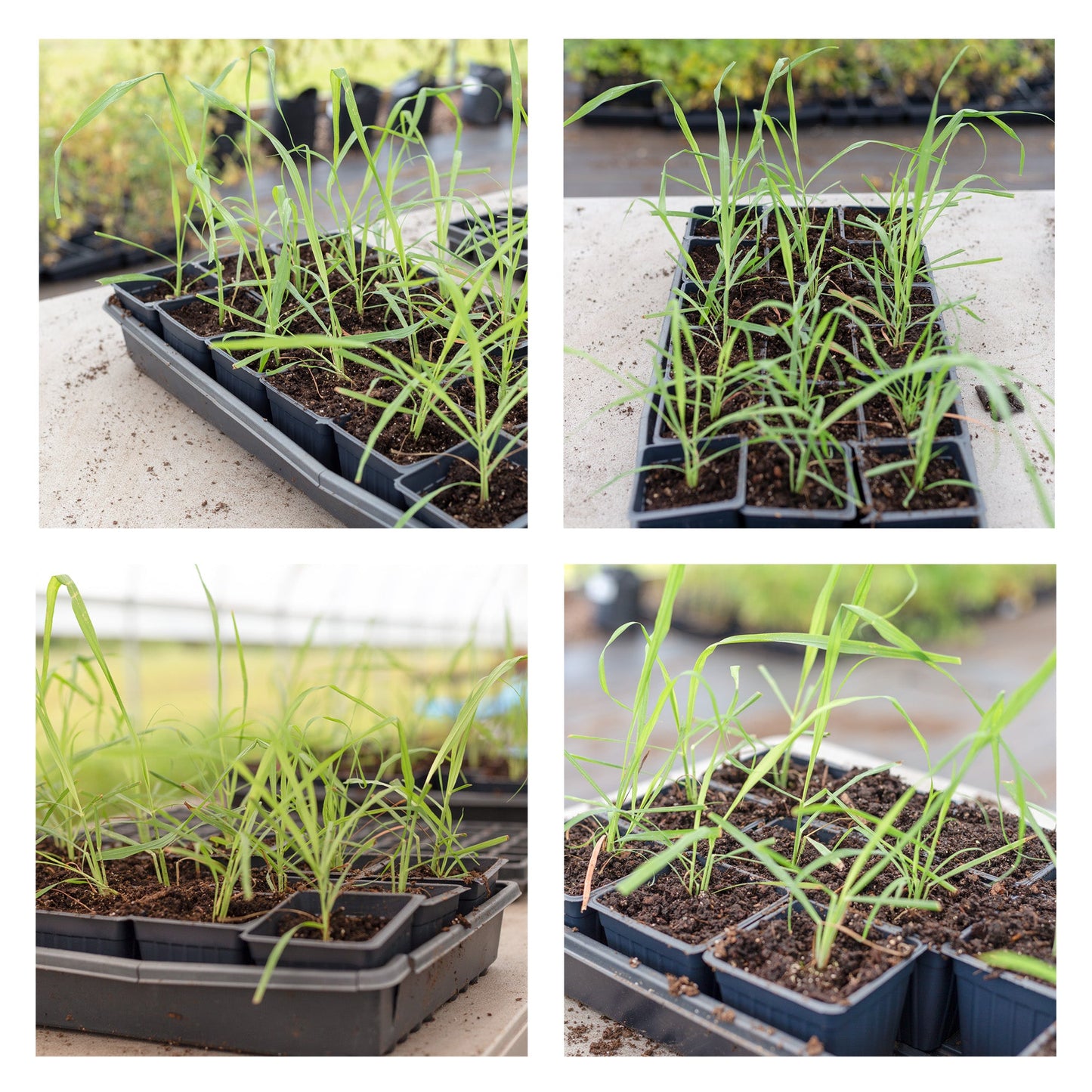 Live Lemongrass Plants (2-Pack) - SSKIT269
