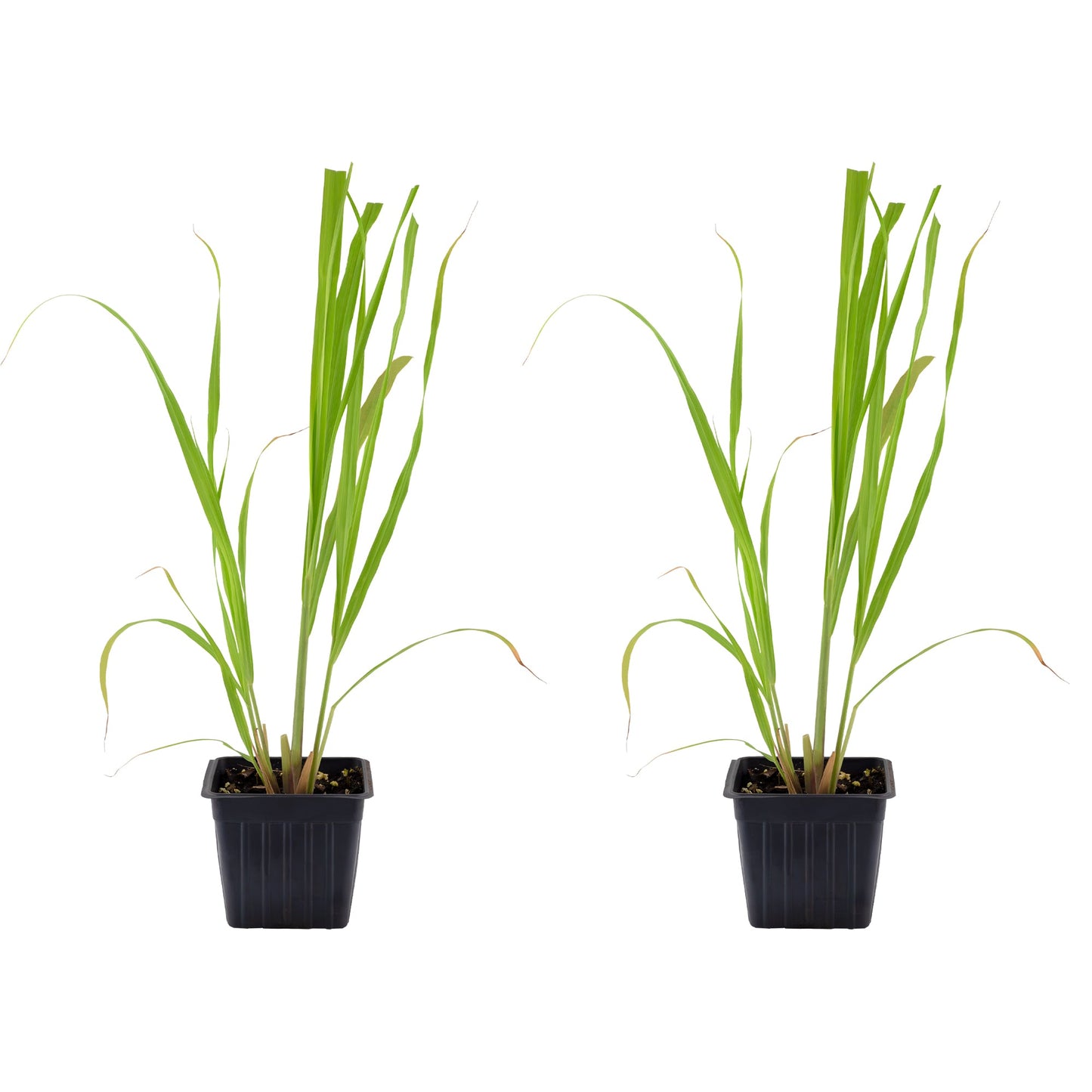 Live Lemongrass Plants (2-Pack) - SSKIT269