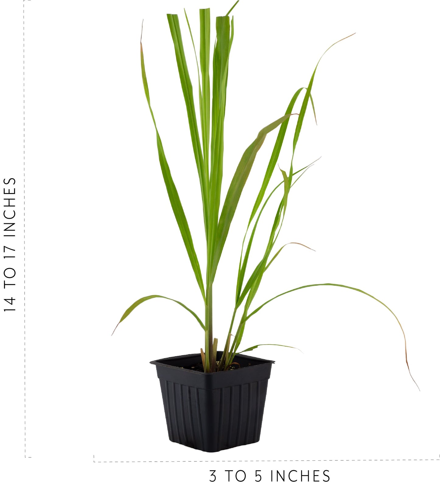 Live Lemongrass Plants (2-Pack) - SSKIT269