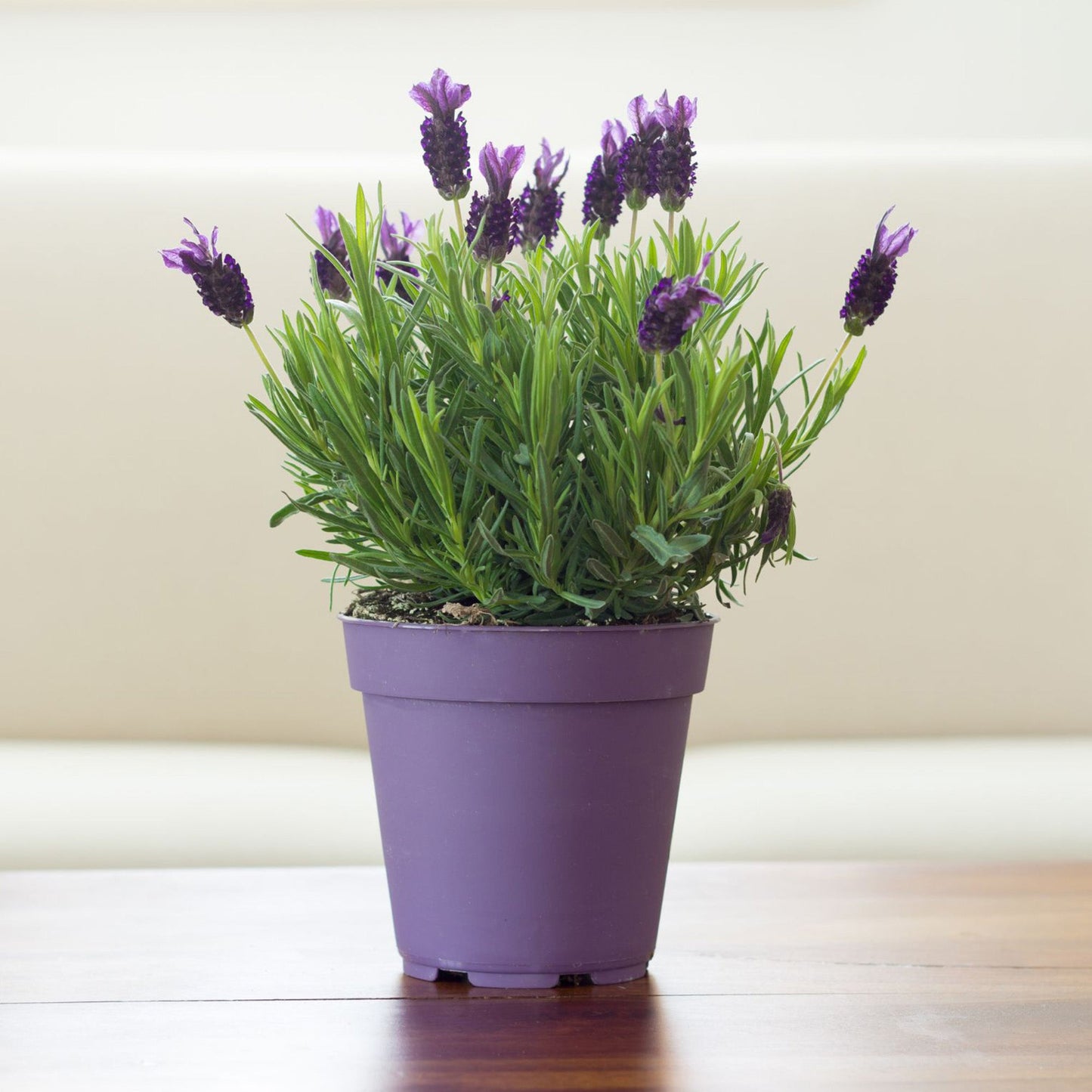 Lavender Potting Soil Mix (8 Quarts) - SSKIT063