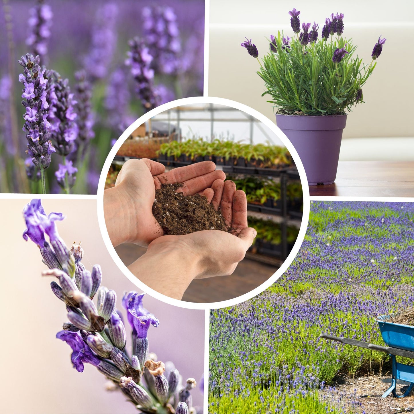 Lavender Potting Soil Mix (8 Quarts) - SSKIT063