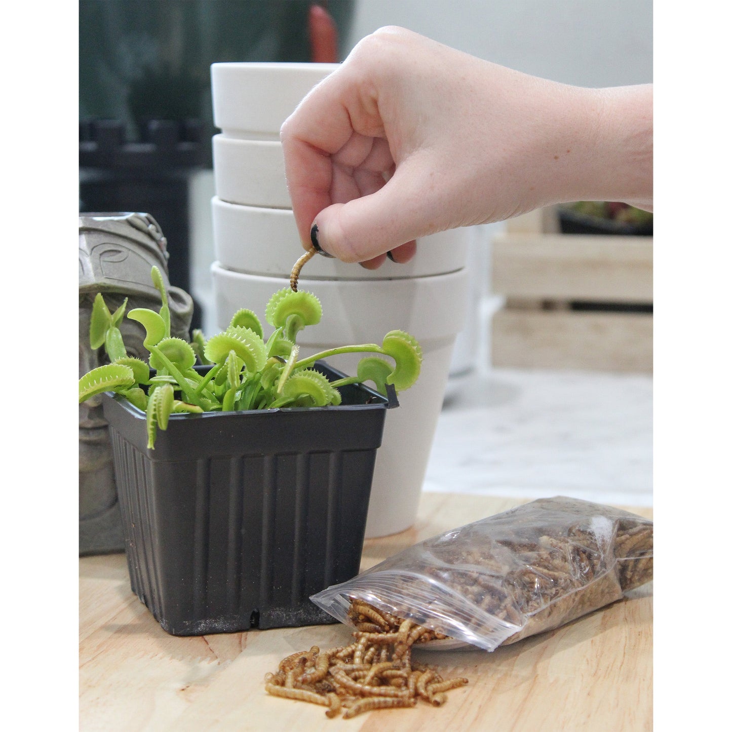 Carnivorous Plant Food Dried Mealworms (1oz) - SSKIT106
