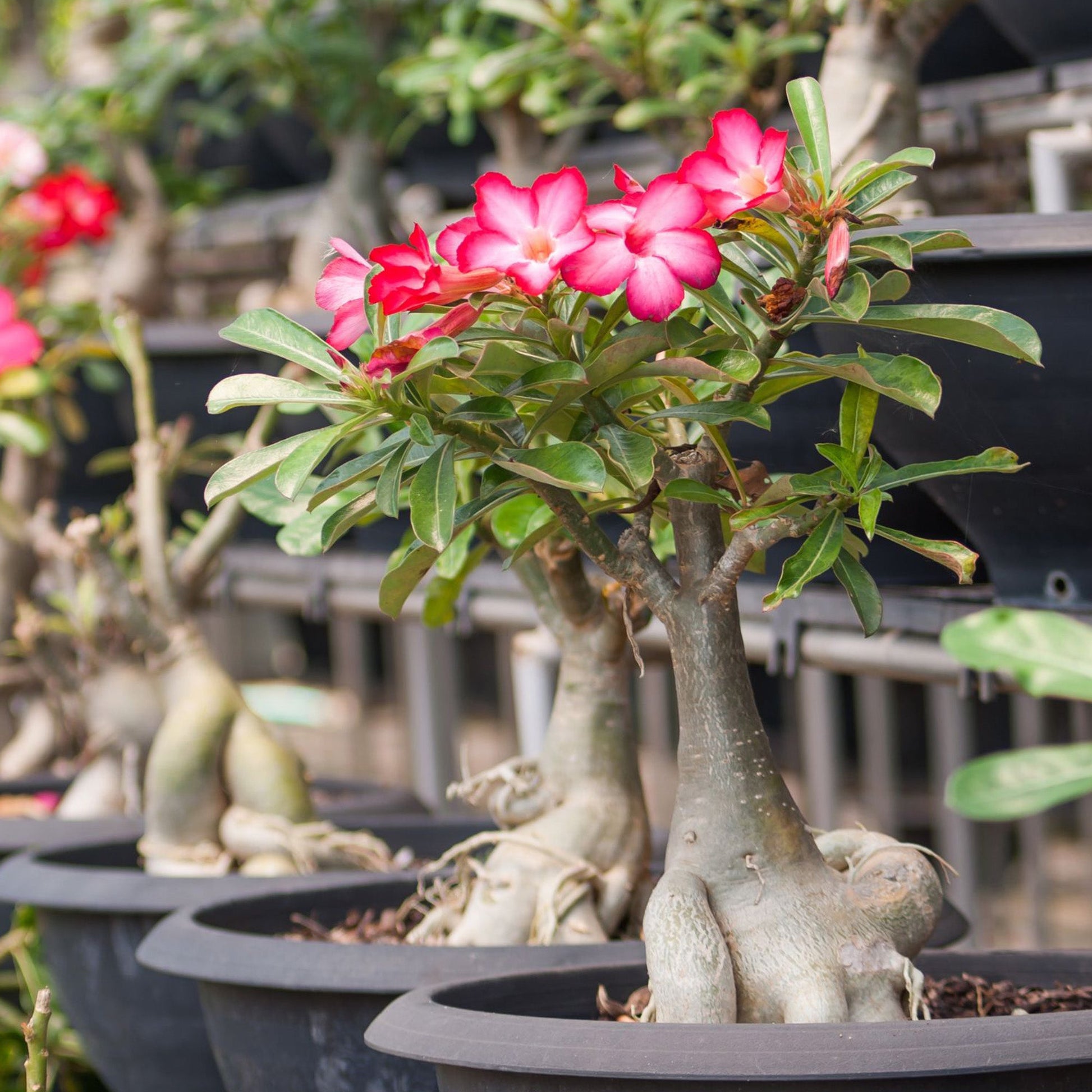 Desert Rose Potting Soil Mix (4 Quarts) - SSKIT037
