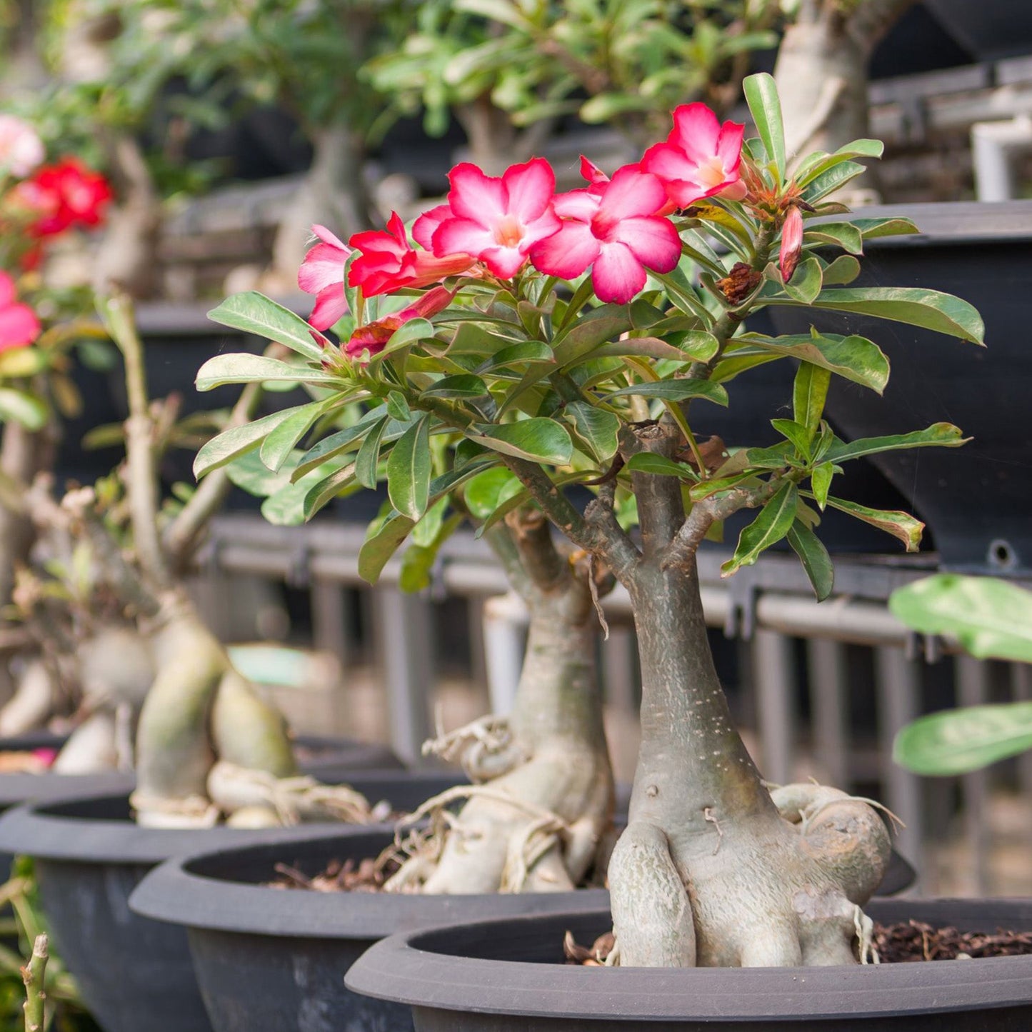 Desert Rose Potting Soil Mix (8 Quarts) - SSKIT038