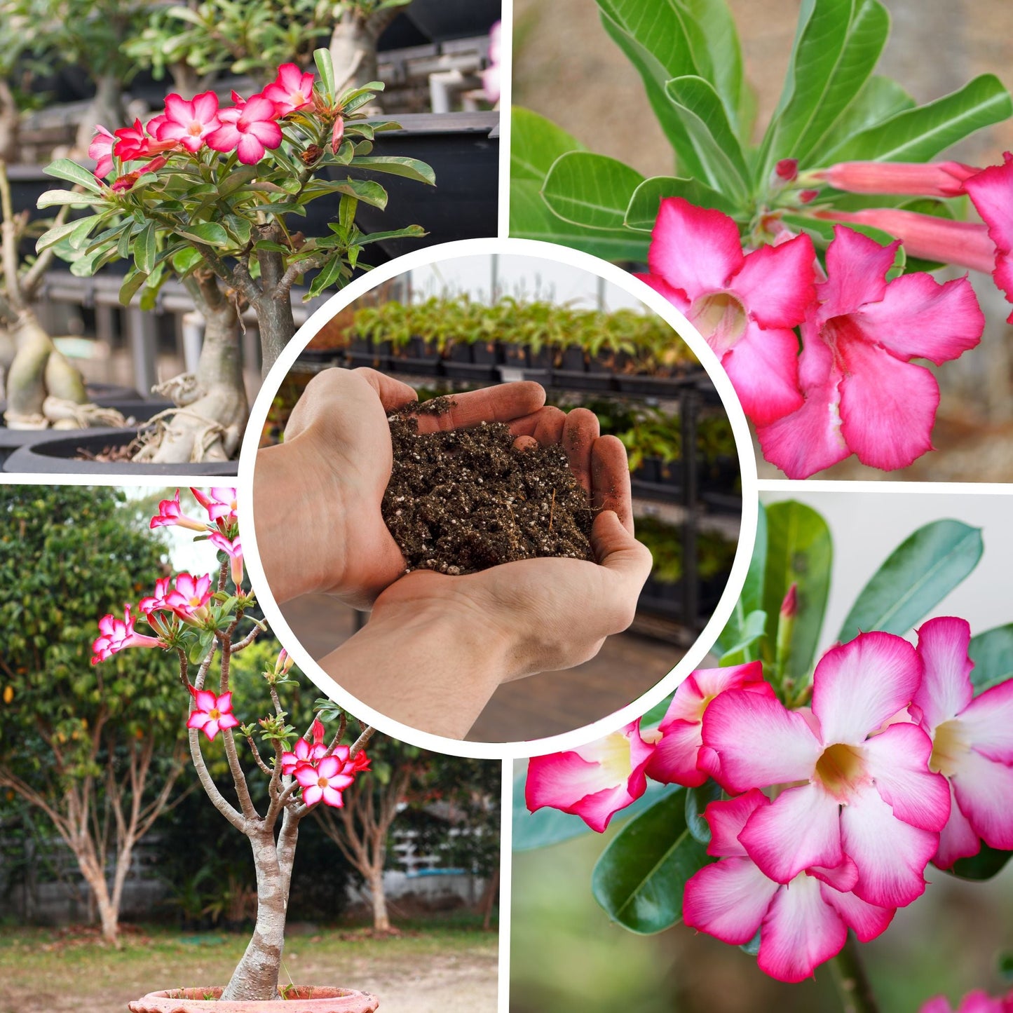 Desert Rose Potting Soil Mix (8 Quarts) - SSKIT038