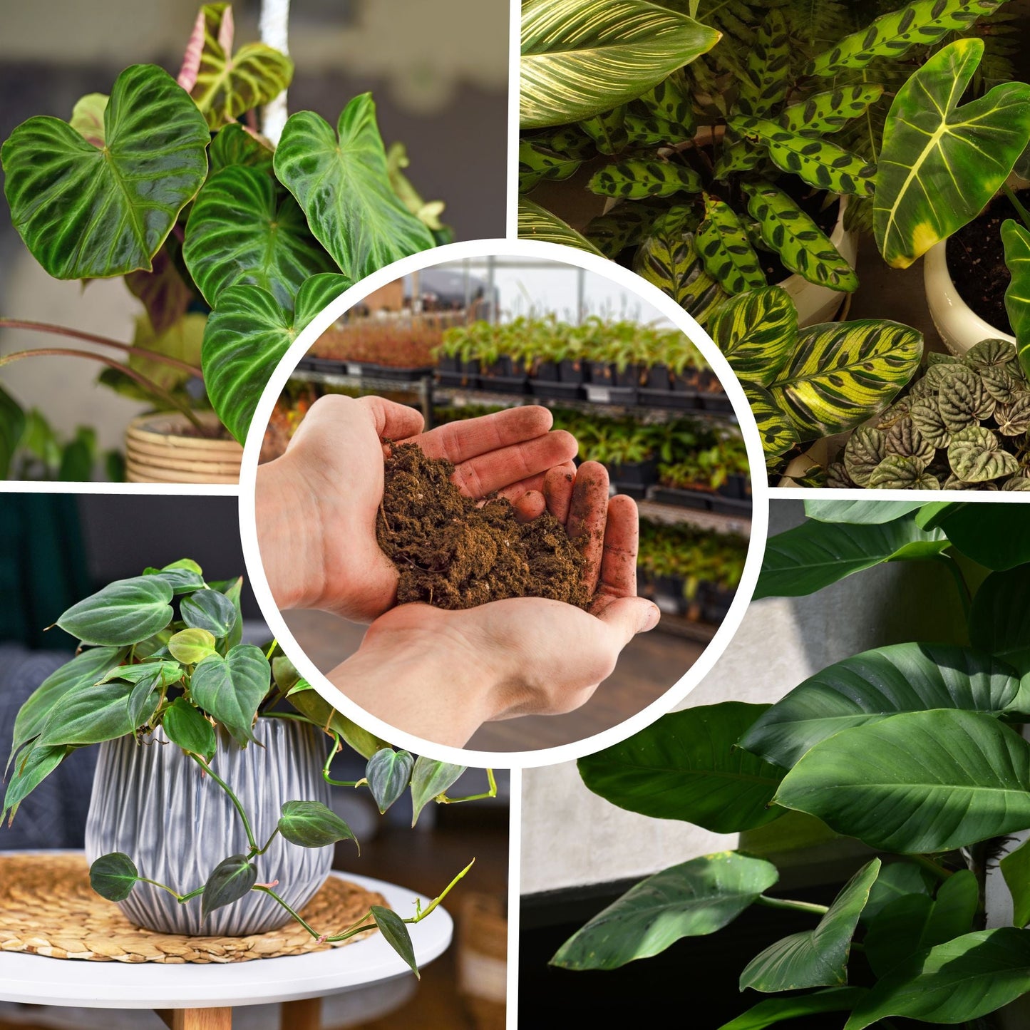 Philodendron Plant Potting Soil Mix (8 Quarts) - SSKIT081