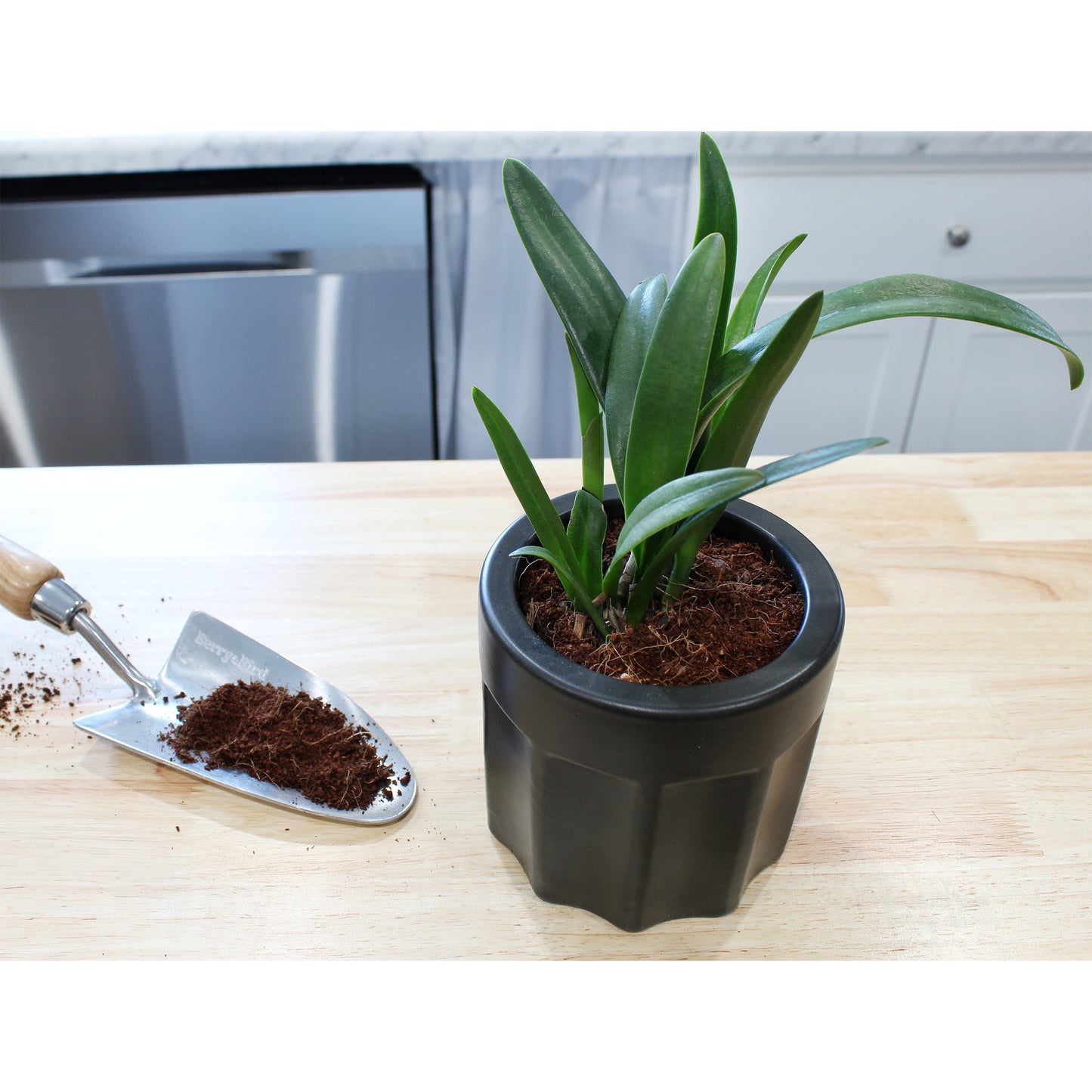 Wheatgrass Sprouting Potting Mix (4 Quarts) - SSKIT135