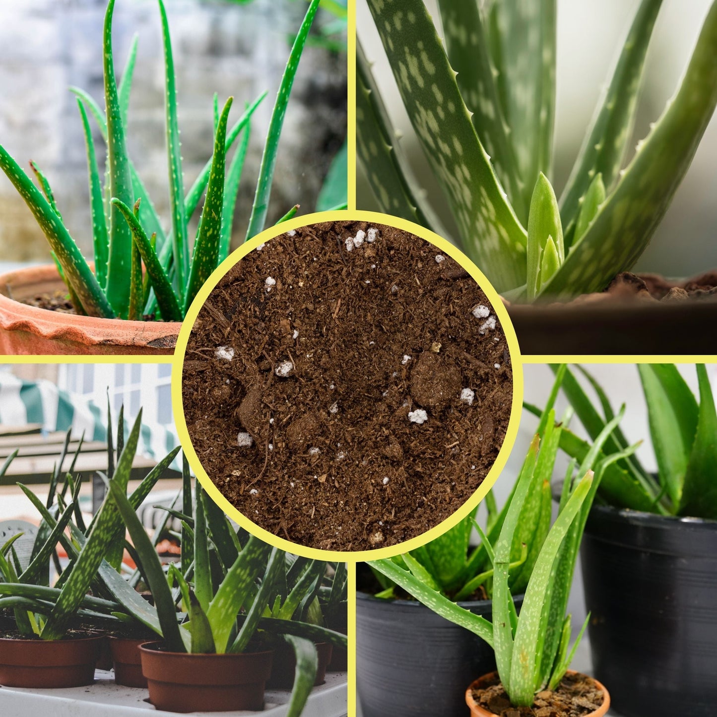 Aloe Vera Potting Soil Mix (2 Quarts) - SSKIT161