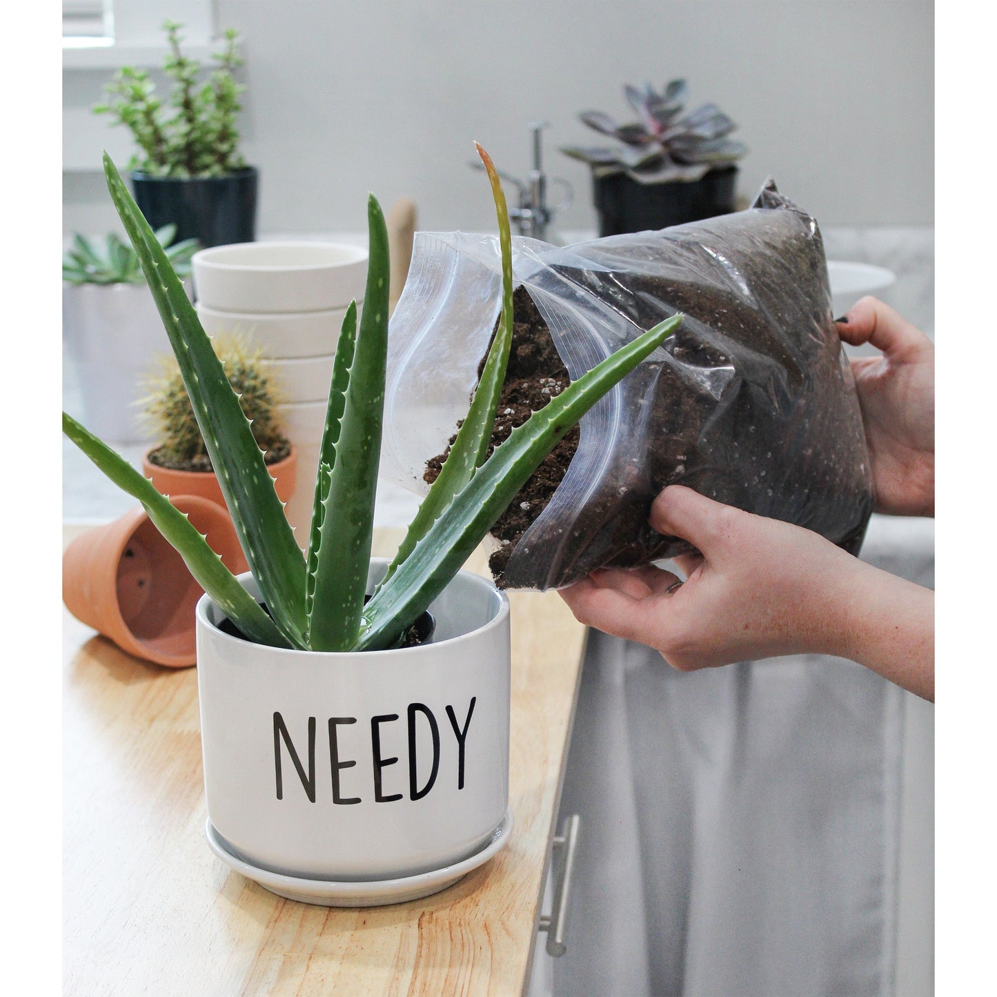 Aloe Vera Potting Soil Mix (2 Quarts) - SSKIT161