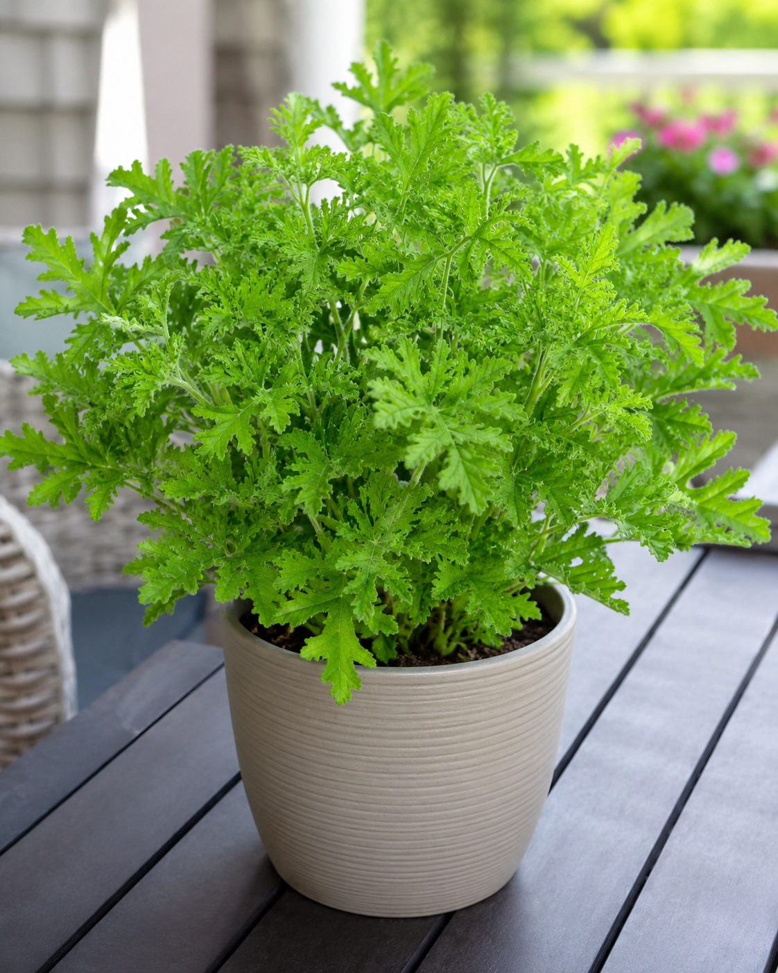 Citronella Care Tips