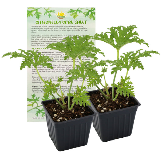Live Citronella Geranium Plants