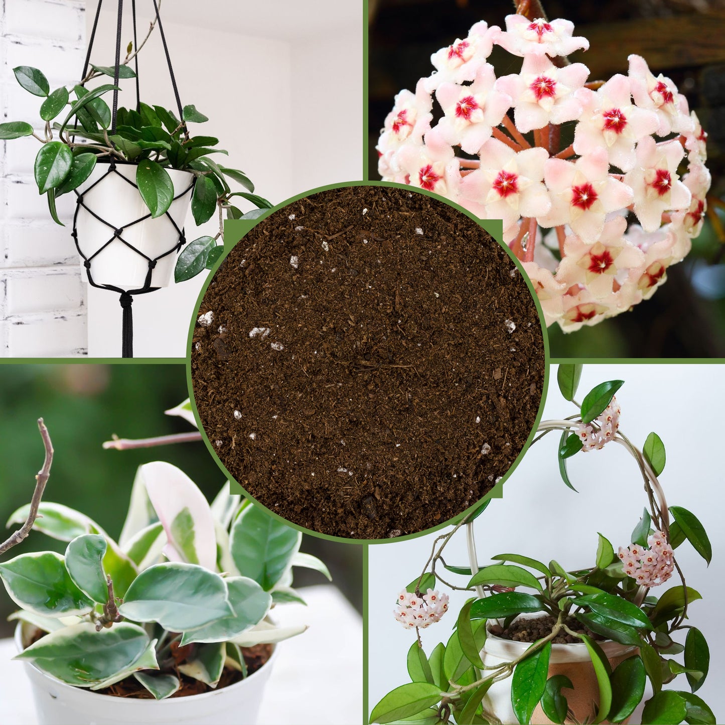 Hoya Plant Potting Soil Mix