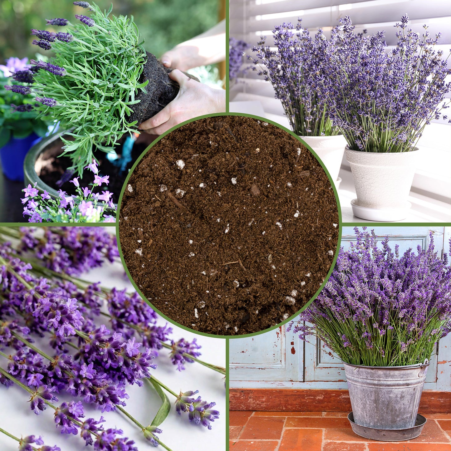 Lavender Potting Soil Mix