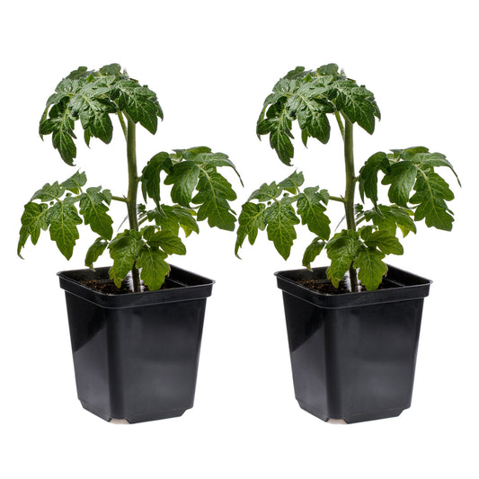 Live Beefsteak Tomato Plants (Choose Size)