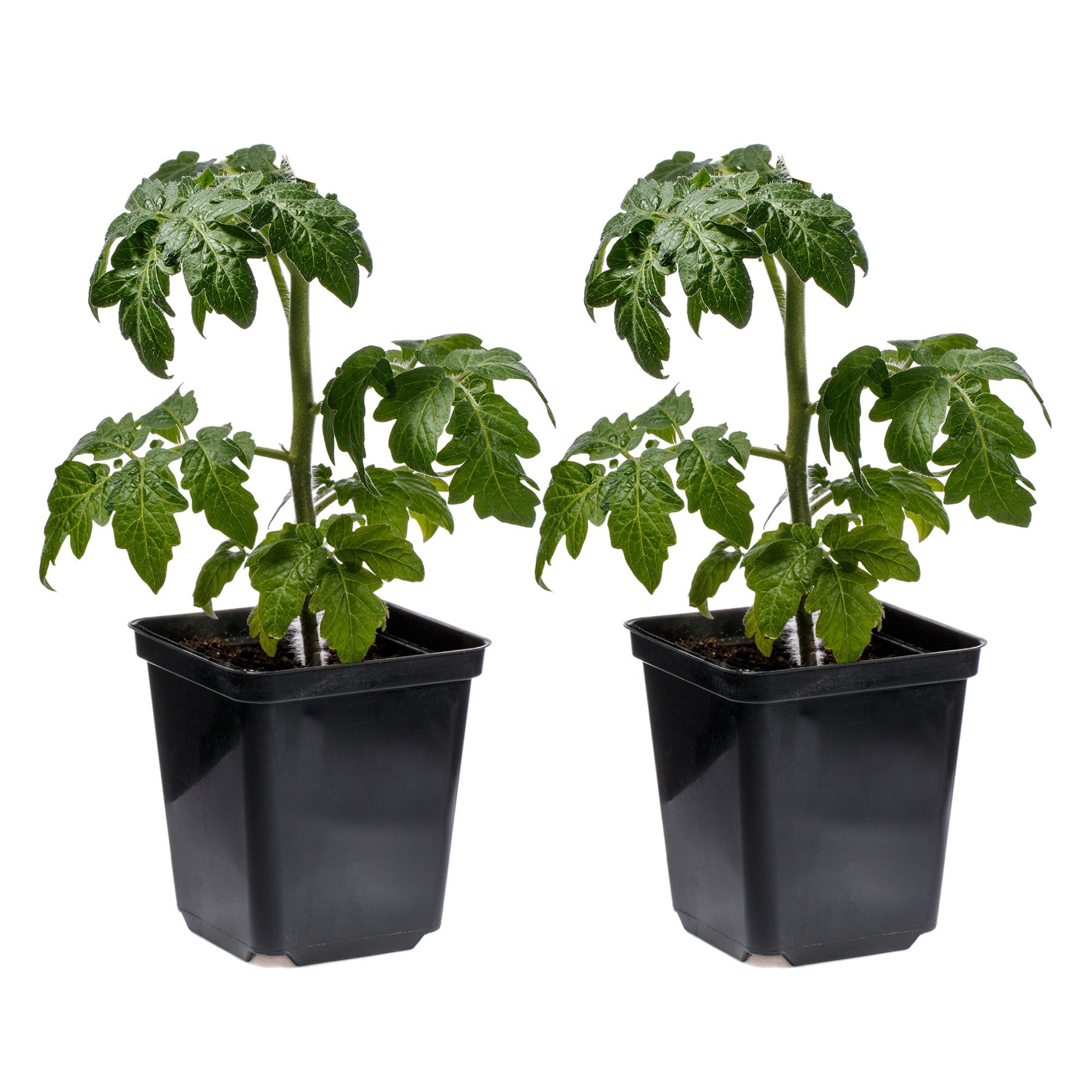 Supersweet 100 Cherry Tomato Live Plants (4-Pack) - SSKIT250