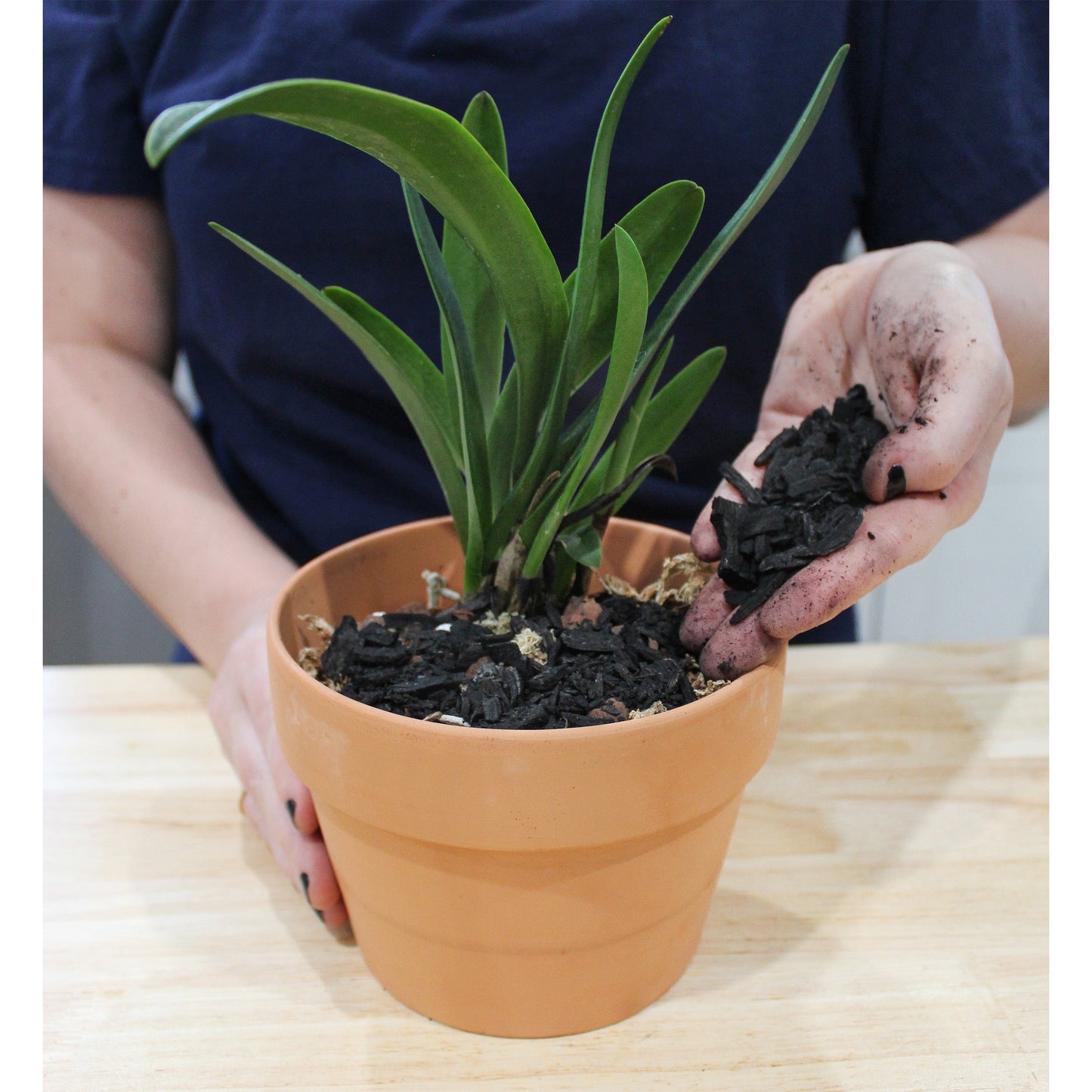 Horticultural Charcoal for Indoor Plants (12 Quarts) - SSKIT055