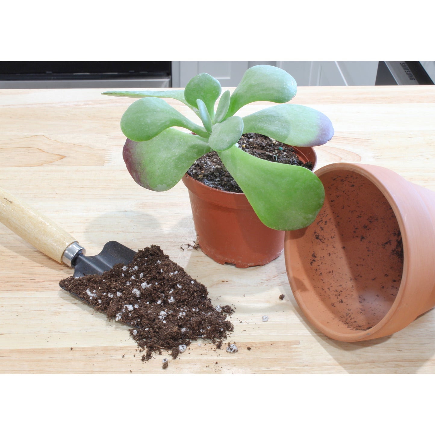 Kalanchoe Plant Potting Soil Mix