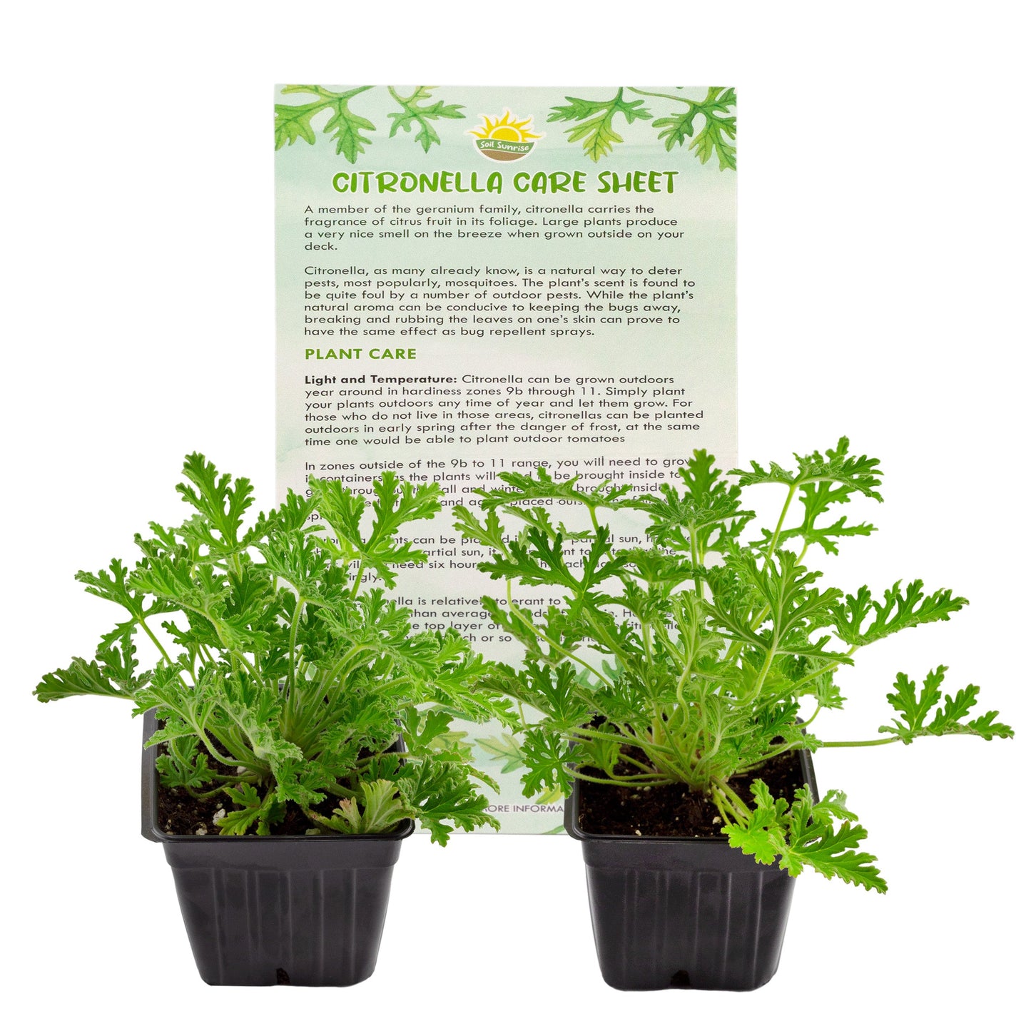 Live Citronella Geranium Plants - SSVarCitron