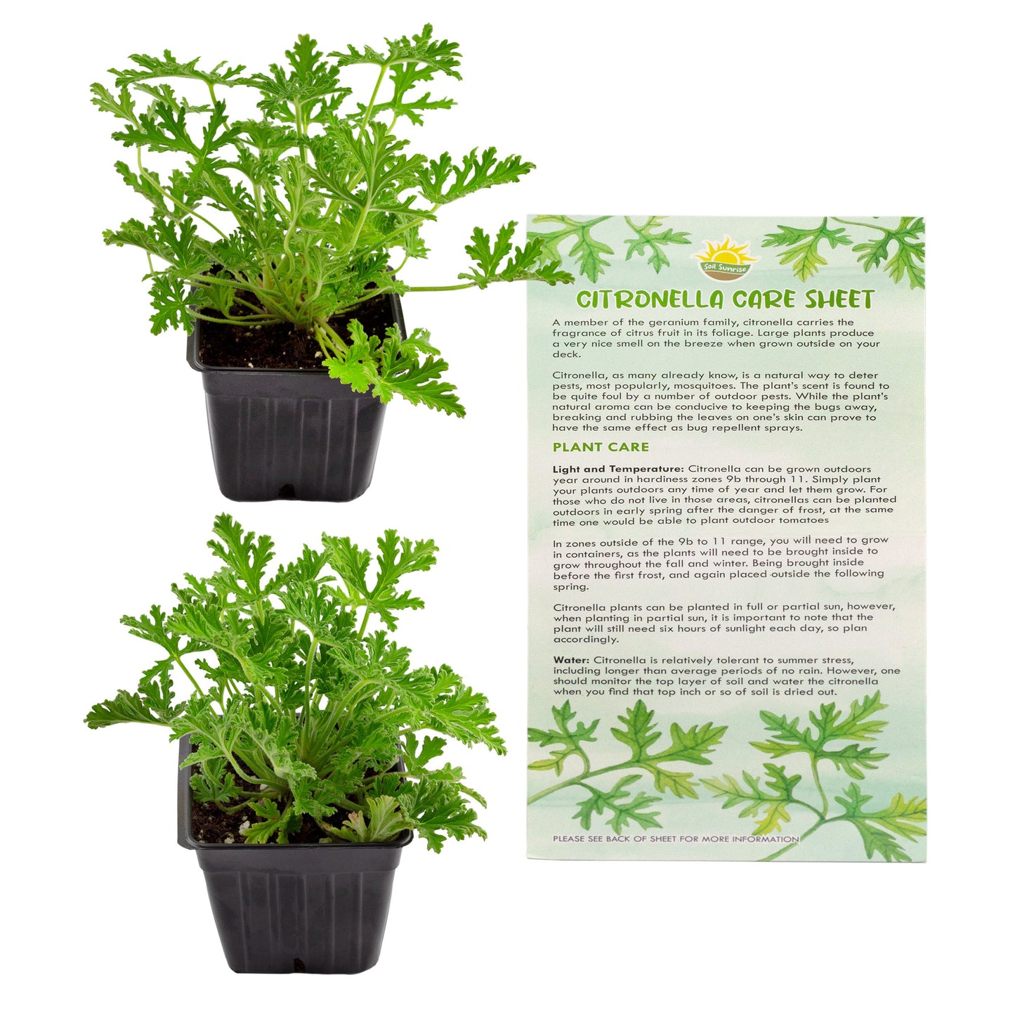 Live Citronella Geranium Plants (2-Pack) - SSKIT140