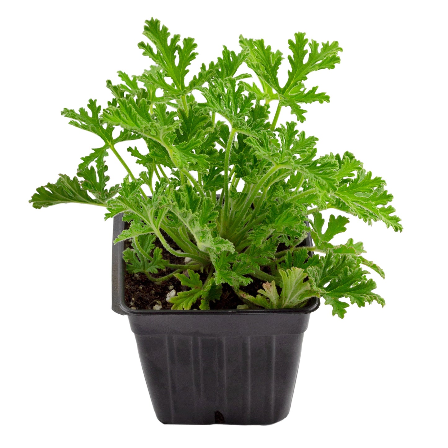 Live Citronella Geranium Plants (2-Pack) - SSKIT140