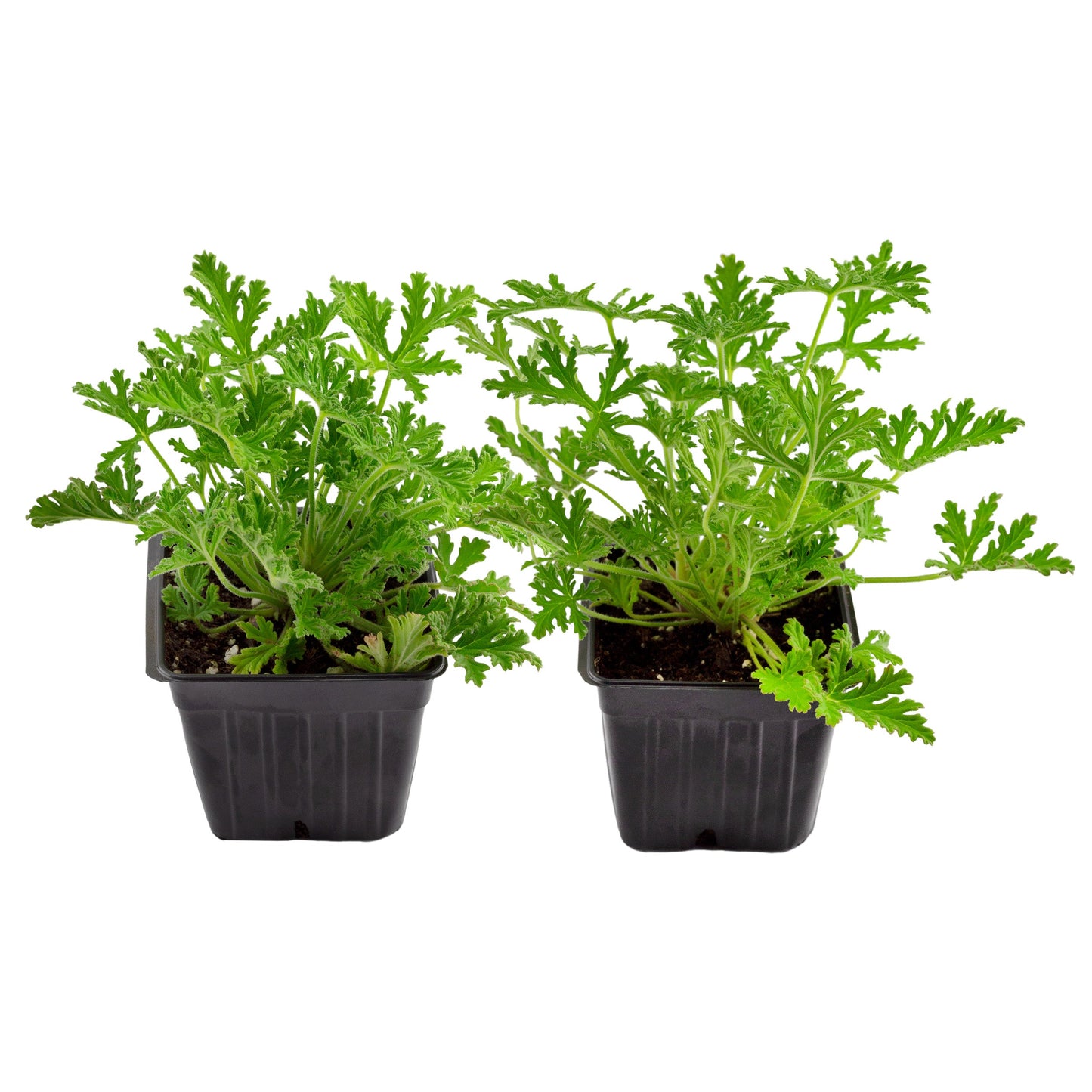 Live Citronella Geranium Plants (2-Pack) - SSKIT140