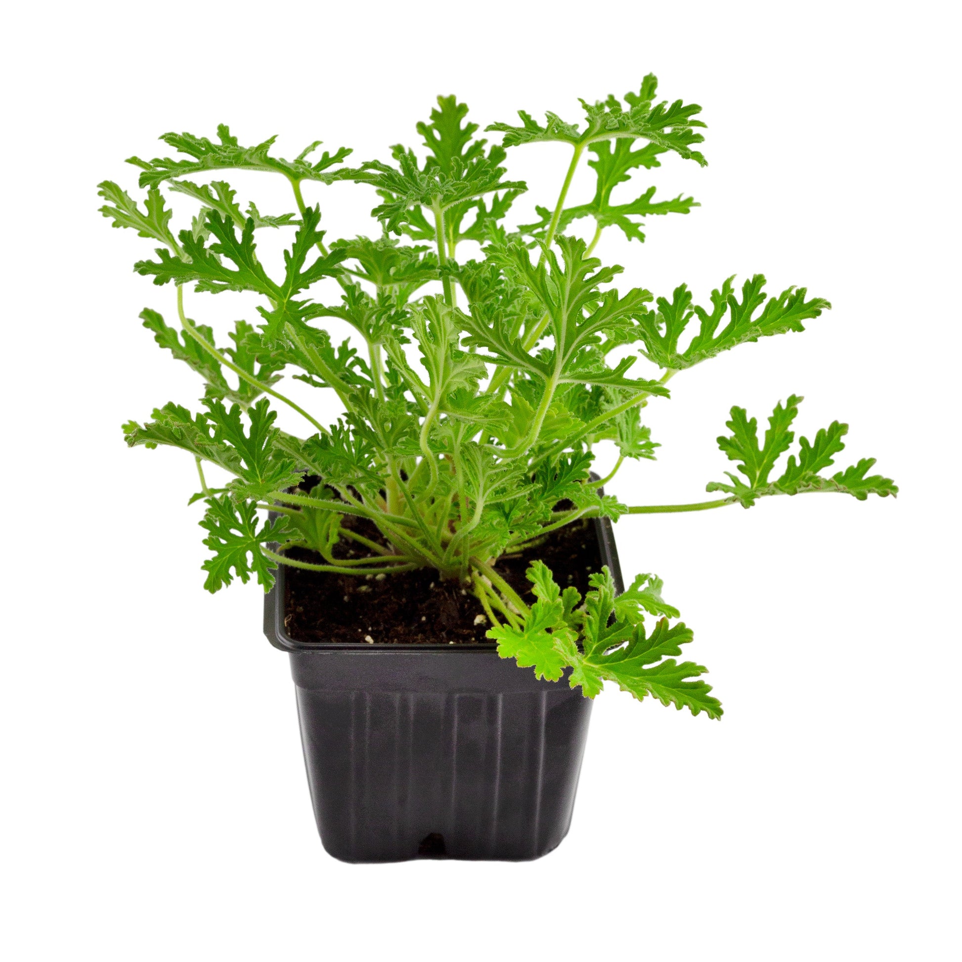Live Citronella Geranium Plants (4-Pack) - SSKIT141