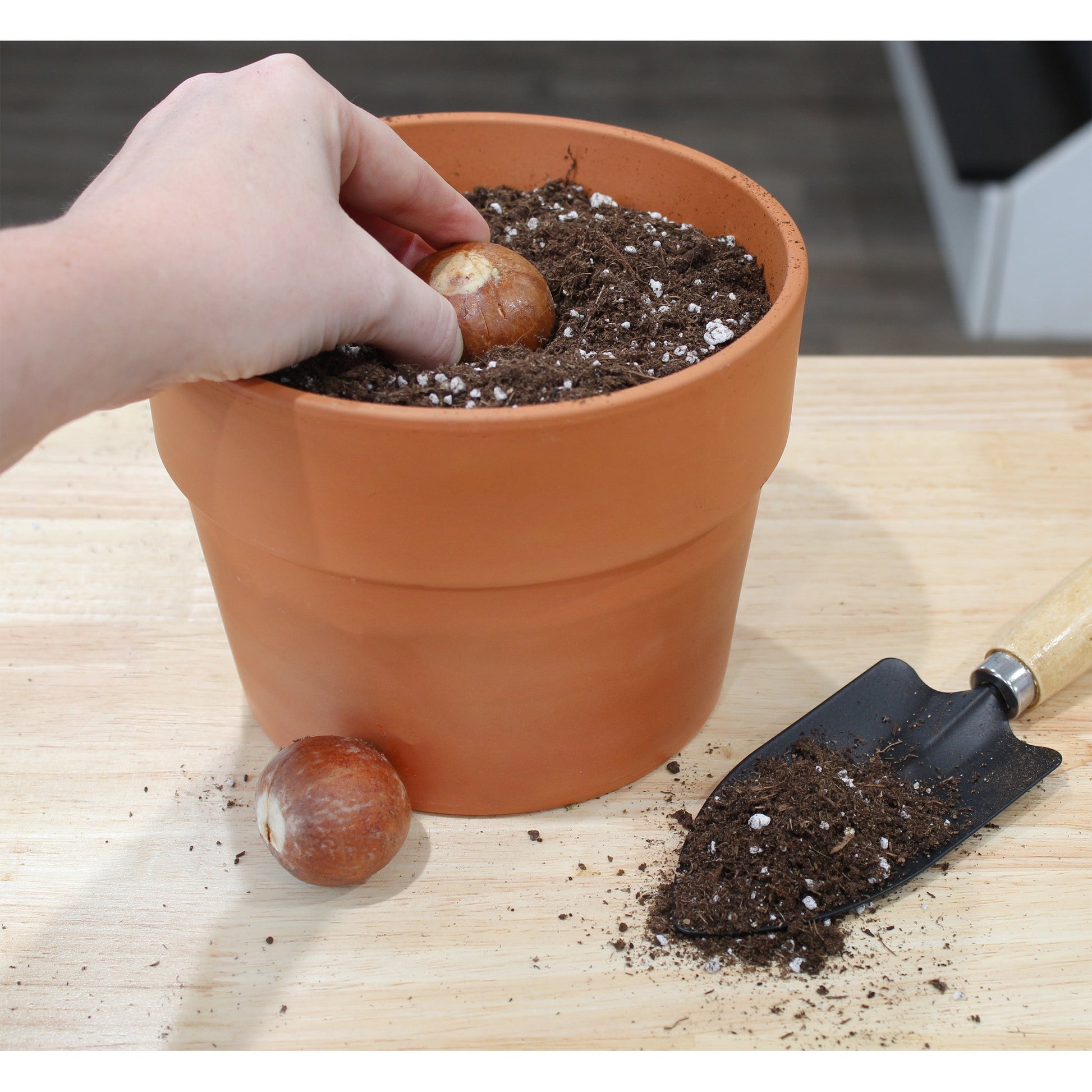 Avocado Tree Potting Soil Mix (8 Quarts) - SSKIT166