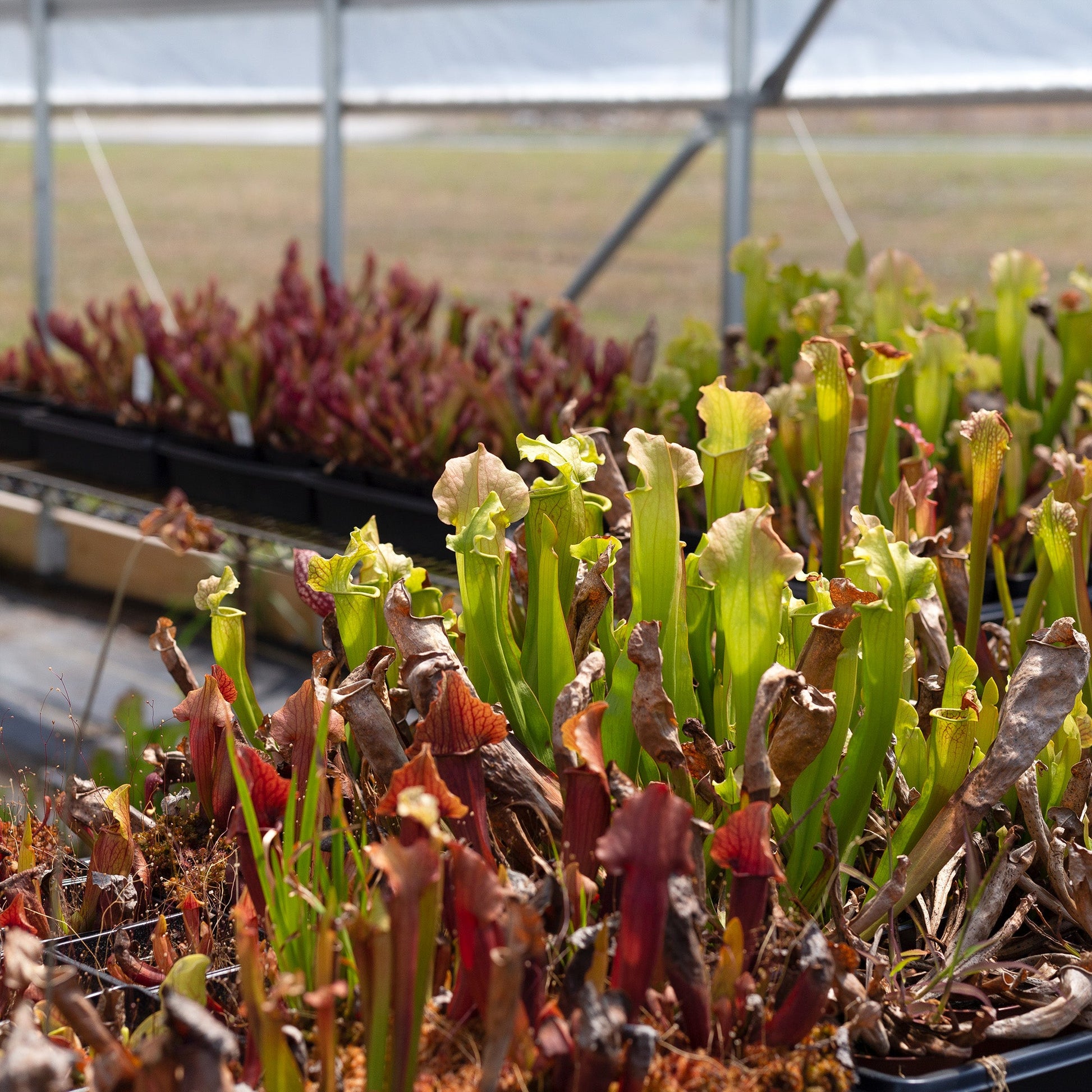 Large Live Sarracenia Pitcher Plant