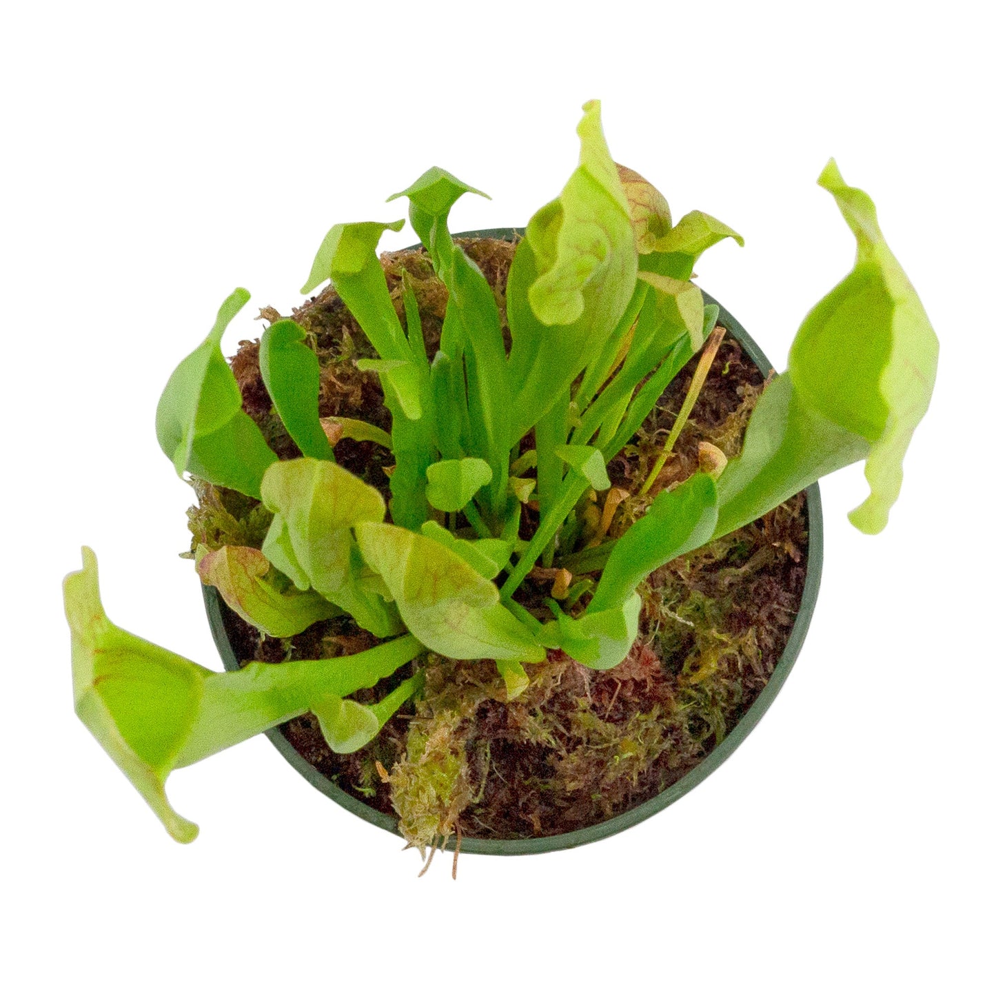 Large Live Sarracenia Pitcher Plant