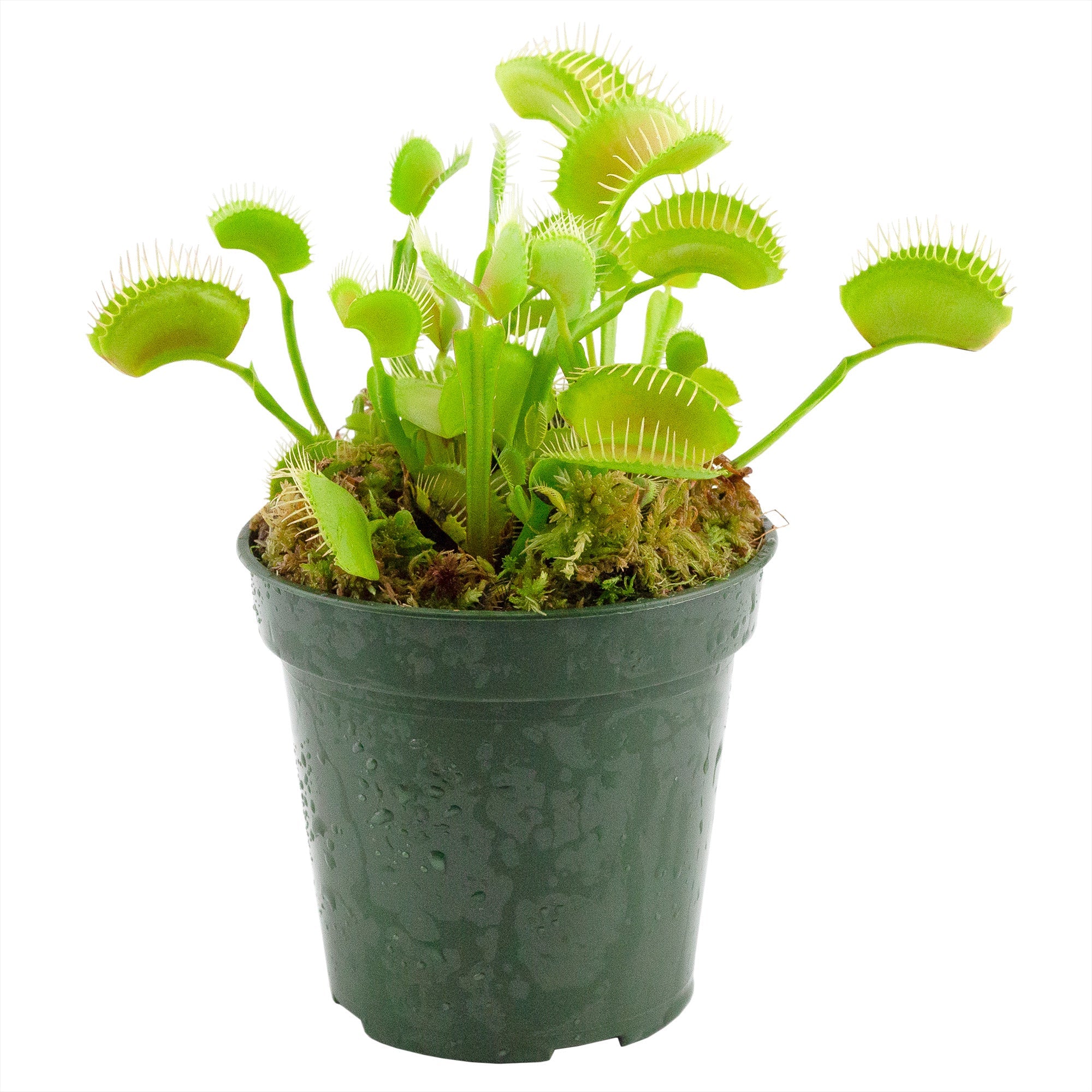 Large Venus Fly Trap Live Plant, Big Green Dionaea Muscipula ...