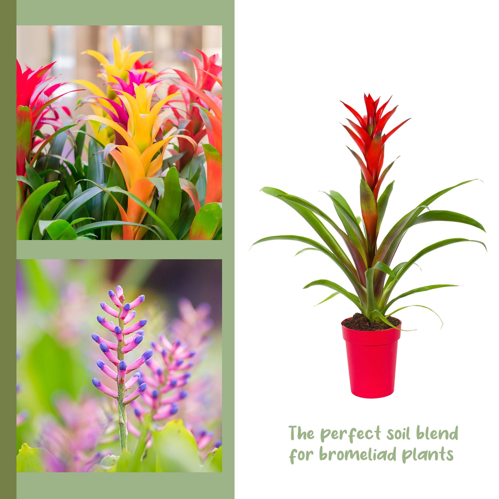 Bromeliad Plant Potting Soil Mix (4 Quarts) - SSKIT260