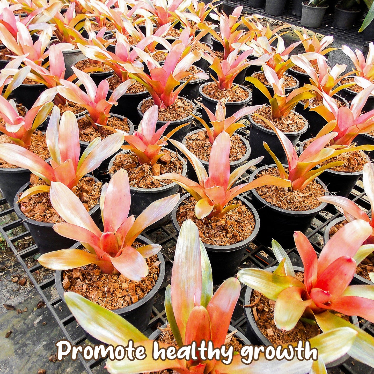 Bromeliad Plant Potting Soil Mix (8 Quarts) - SSKIT261