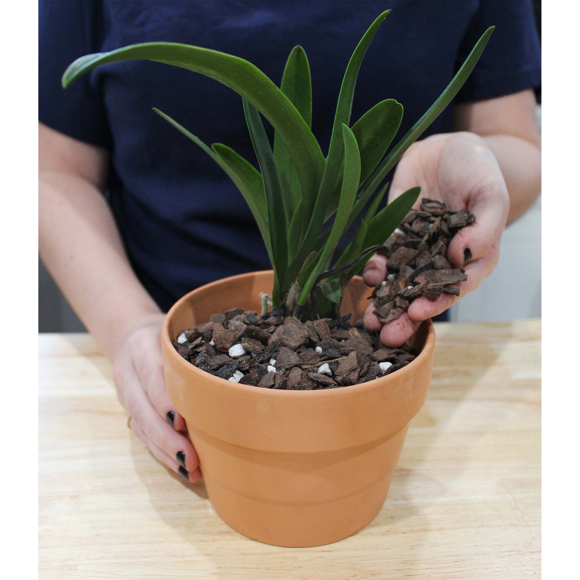 Orchid Potting Soil Mix (2 Quarts) - SSKIT125